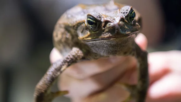 Sie sollte Sch&auml;dlinge bek&auml;mpfen - jetzt wird sie selbst gejagt: Die Aga-Kr&ouml;te ist in Australien eine Bedrohung f&uuml;r die einheimischen Tiere. - &copy; picture alliance / Monika Skolimowska/dpa