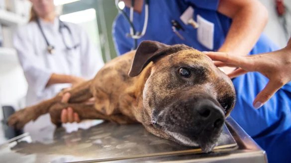 Wer beobachtet, dass der Hund Weintrauben gefressen hat, sollten mit dem Tier so schnell wie m&ouml;glich zum Tierarzt. - &copy; Zacharie Scheurer/dpa-tmn