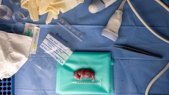 Der durch k&uuml;nstliche Befruchtung erzeugte Embryo eines s&uuml;dlichen Breitmaulnashorns liegt auf einem Tisch. - &copy; Jon A. Juarez/Conservation and Research Fund e.V./dpa