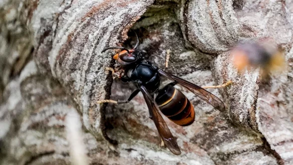 Eine Asiatische Hornisse. - &copy; Axel Heimken/dpa/Symbolbild