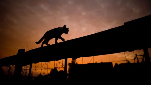 Katzen besitzen einen Stellreflex, der ihnen hilft, sich bei einem Sturz in der Luft zu drehen und auf den Pfoten zu landen. - &copy; Julian Stratenschulte/dpa/dpa-tmn