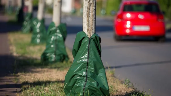 Hitze und Trockenheit im Sommer setzen den B&auml;umen zu. Damit sie die hei&szlig;en Monate &uuml;berstehen, gibt es Bew&auml;sserungss&auml;cke, die langsam Wasser an den Boden abgeben. - &copy; Friso Gentsch/dpa
