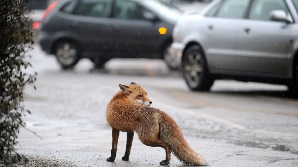 Was macht man, wenn man einem Fuchs im Wohngebiet begegnet? - &copy; J&ouml;rg Carstensen/dpa/dpa-tmn