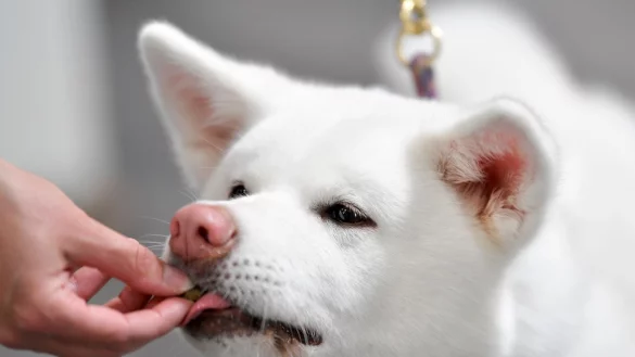 Stiftung Warentest hat 17 Hundesnacks getestet. Alle erhielten die Note &laquo;magelhaft&raquo;. - &copy; Kirsten Neumann/dpa-tmn
