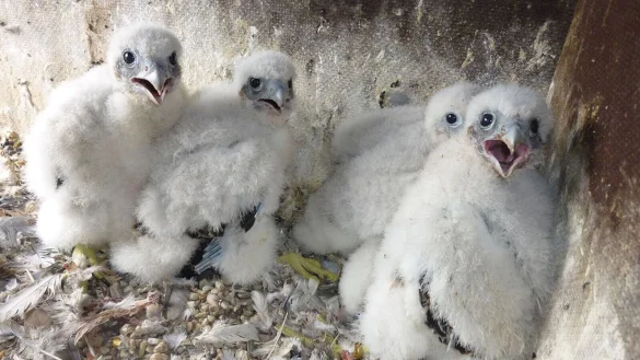 Junge Wanderfalken hocken im Nest. - &copy; Thorsten Thomas/Arbeitsgemeinschaft Wanderfalkenschutz NRW/dpa
