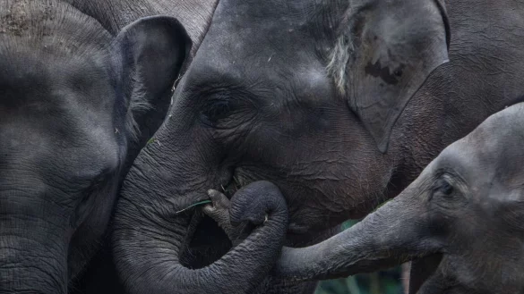 T&ouml;dliche Angriffe von Elefanten auf Menschen sind laut Beh&ouml;rden selten auf Sumatra, doch sie geschehen. (Symbolbild) - &copy; picture alliance / Afriadi Hikmal/ZUMA Wire/dpa