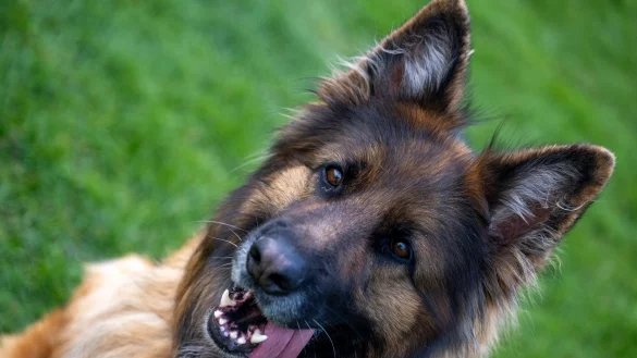 Ein Deutscher Sch&auml;ferhund auf dem &Uuml;bungsplatz des Sch&auml;ferhundvereins Lauingen. - &copy; Stefan Puchner/dpa