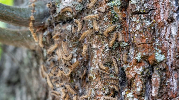 Ungebetene und sogar gef&auml;hrliche G&auml;ste: Wer den Eichenprozessionsspinner im Garten hat, sollte diese Beobachtung am besten den Beh&ouml;rden melden. - &copy; Zacharie Scheurer/dpa-tmn/dpa