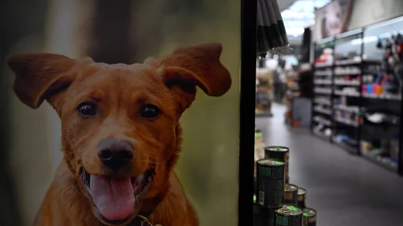 Die Heimtierbedarfskette Fressnapf verzeichnet ein Umsatzplus. - © Federico Gambarini/dpa