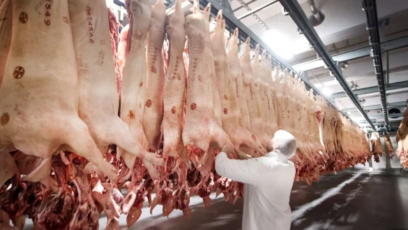 Frisch geschlachtete Schweine h&auml;ngen in einem K&uuml;hlhaus des Fleischunternehmens T&ouml;nnies. - &copy; Bernd Thissen/dpa/Symbolbild