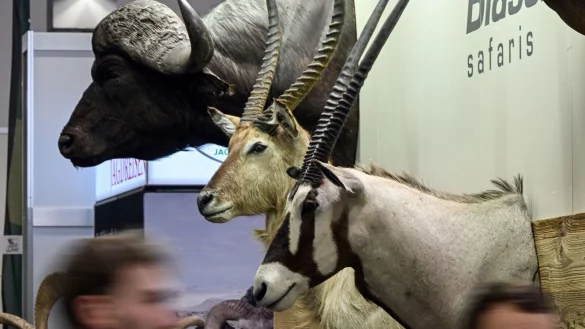 Troph&auml;en von Wildtieren auf der Messe &laquo;Jagd und Hund&raquo; in Dortmund. - &copy; Federico Gambarini/dpa
