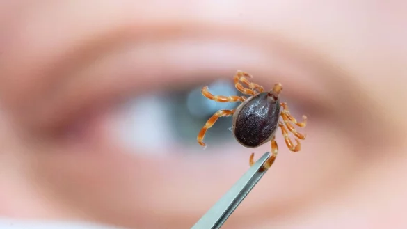 Brauner K&ouml;rper, gelb-beige Beine: Die Hyalomma-Zecke unterscheidet sich optisch von heimischen Zeckenarten. - &copy; Marijan Murat/dpa/dpa-tmn