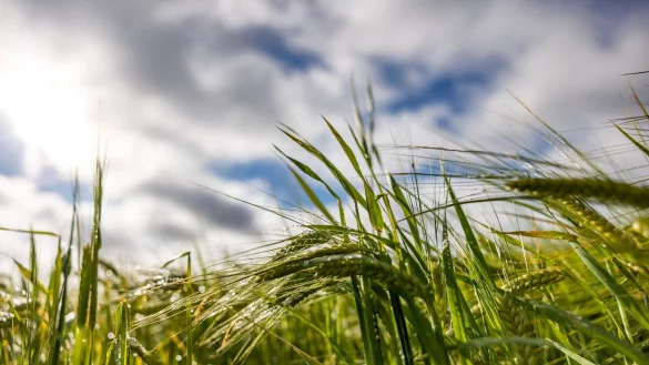 Am Wochenende wird in Nordrhein-Westfalen wechselhaftes Wetter erwartet. (Archivbild) - &copy; Thomas Banneyer/dpa