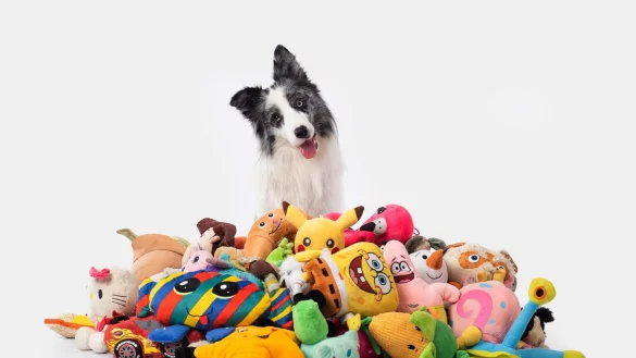 Border Collie Max nahm an einer Studie mit Spielzeug teil. Auch nach zwei Jahren erinnerte er sich noch an die Begriffe. - &copy; Cooper Photo//Genius Dog Challenge/dpa