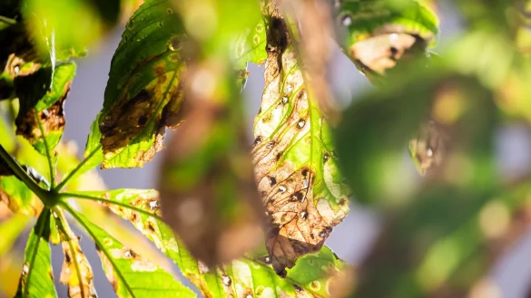 Bl&auml;tter eines Kastanienbaumes in Berlin-Sch&ouml;neberg, die von der Miniermotte gesch&auml;digt sind. - &copy; Christoph Soeder/dpa