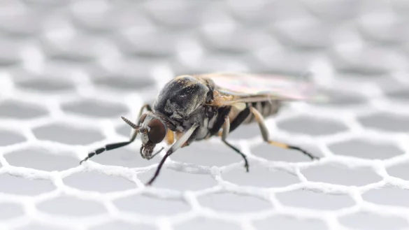 In Deutschland wurden bisher 57 Kriebelm&uuml;cken-Arten entdeckt. - &copy; Dorian D. Doerge/Senckenberg Biodiversit&auml;t und Klima Forschungszentrum/dpa