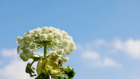 Bei einer 100-Kilometer-Wanderung in Essen hat die Giftpflanze namens Riesen-B&auml;renklau mindestens 17 Menschen verletzt. (Archivfoto) - &copy; Frank Molter/dpa