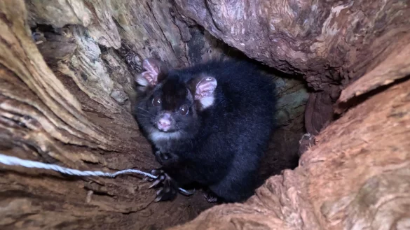 &laquo;Greater Gliders&raquo; geh&ouml;ren zu den am st&auml;rksten bedrohten S&auml;ugetieren der Welt. - &copy; Ana Gracanin/dpa