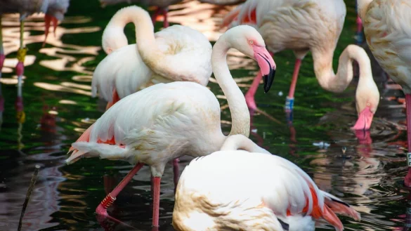 Der Flamingo Ingo lebte seit 1955 in Berlin. - &copy; Gregor Fischer/dpa