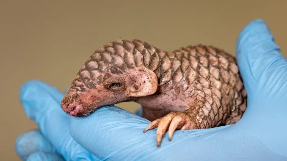 Vom Aussehen her erinnert das neugeborene Exoten-Tier an einen Tannenzapfen. - &copy; Miroslav Bobek/Zoo Prag/dpa