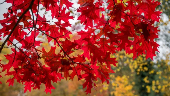 Der Ahorn ist vor allem im Herbst einer der sch&ouml;nsten B&auml;ume: Seine Bl&auml;tter sind dann feuerrot. (Archivbild) - &copy; Daniel Vogl/dpa