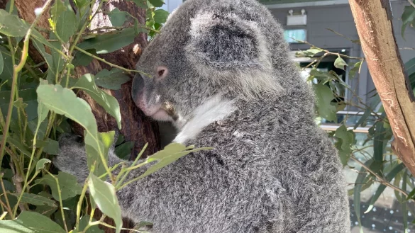 Kuscheln oder nicht? Es gibt Diskussionen. - &copy; Carola Frentzen/dpa