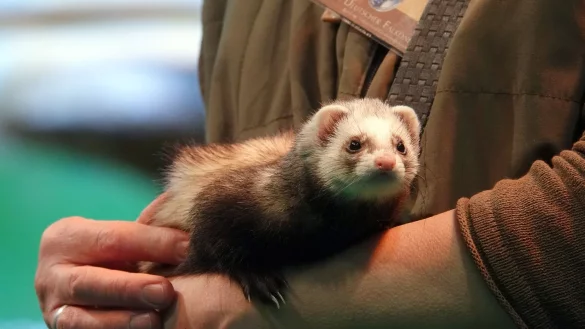 Bei dem Einbruch in eine Umweltschule wurden auch Frettchen gestohlen (Symbolbild). - &copy; Ann-Marie Utz/dpa
