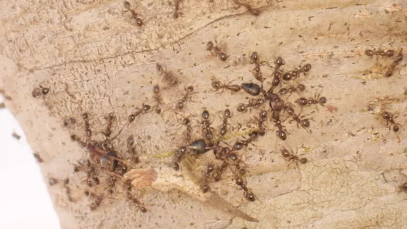 Gebietsfremde Gro&szlig;k&ouml;pfige Ameisen (Pheidole megacephala) vertreiben heimische Crematogaster-Ameisen. - &copy; Pat Milligan/University of Wyoming/dpa