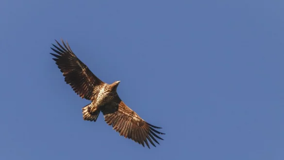 Ein Seeadler fliegt &uuml;ber dem Niederrhein. - &copy; Maren Hachmeister/RVR/dpa
