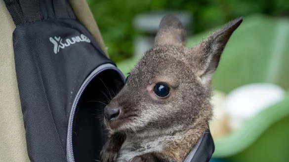 K&auml;nguru Mathilda schaut aus dem Rucksack von Tierpflegemeister Schneider heraus. - &copy; Stefan Sauer/dpa