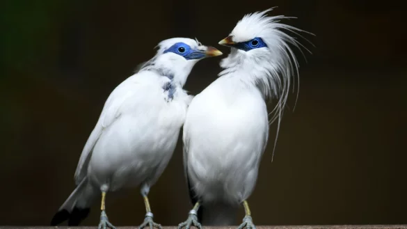 Balistare gelten als vom Aussterben bedroht. - &copy; Holger Hollemann/dpa