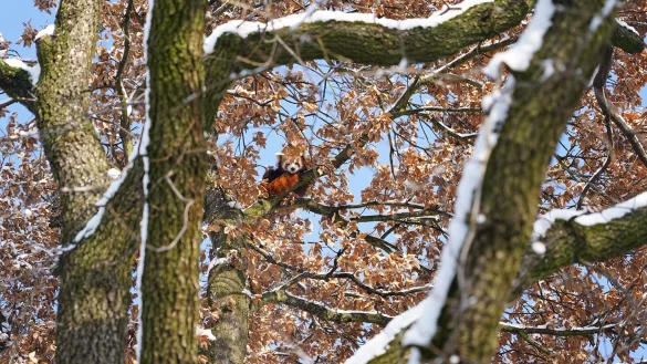 Panda Barney sitz in einem Baum. Barney hat im K&ouml;lner Zoo auf eigene Faust einen Ausflug aus seinem Gehege unternommen. - &copy; Feuerwehr K&ouml;ln/dpa