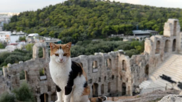 Vorsicht Katze: Im Urlaub sollte man auf Streicheleinheiten f&uuml;r fremde Streuner lieber verzichten. - &copy; Andrea Warnecke/dpa-tmn
