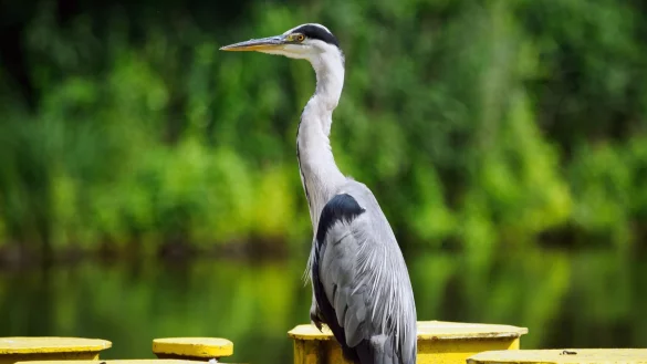 Ein Graureiher wartet nahe der Kleinmachnower Schleuse am Ufer des Teltow-Kanals. - &copy; Soeren Stache/dpa-Zentralbild/dpa