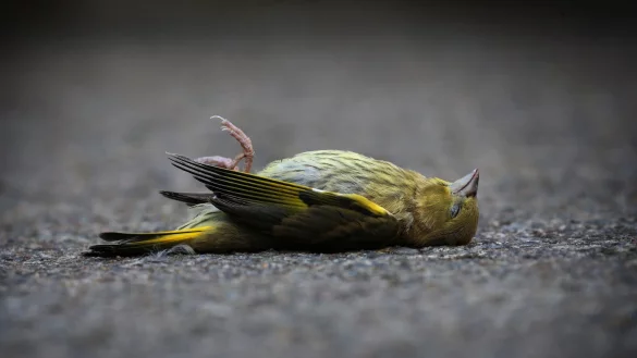 Wer einen toten Vogel im Garten findet, kann ihn entweder begraben oder im Hausm&uuml;ll entsorgen. - &copy; Karl-Josef Hildenbrand/dpa/dpa-tmn