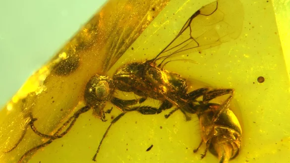 Insektenforscher haben eine bislang unbekannte Wespenart in einem 100 Millionen Jahre altem Bernstein entdeckt. - &copy; Brazidec et al. 2024 Insects, 15/&Uuml;bersee-Museum/dpa