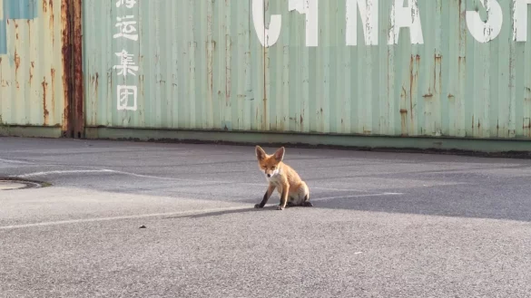 Ein kleiner Fuchs sitzt auf dem Platz vor einer Autowerkstatt. - &copy; Melvin Flor/Privat/dpa