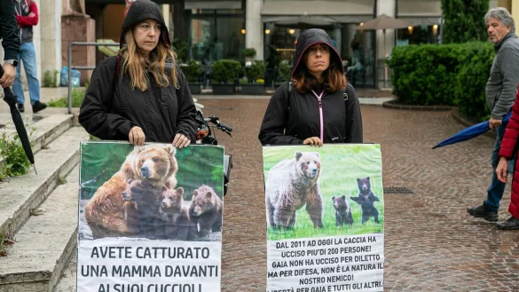 In Italien haben Umweltsch&uuml;tzer f&uuml;r die Befreiung von der B&auml;rin JJ4 demonstriert. (Archivbild) - &copy; Enrico Pretto/LaPresse via ZUMA Press/dpa