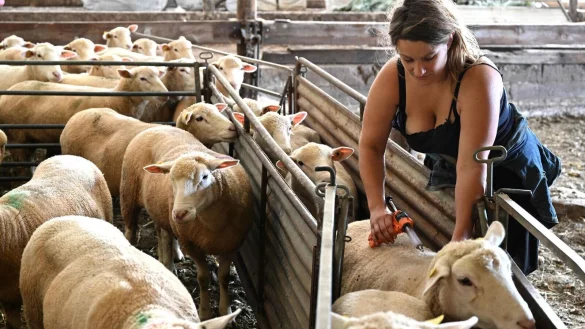 Die Blauzungenkrankheit wird von einem Virus veruracht, kurz BTV genannt. (Archivbild) - &copy; Francois Nascimbeni/AFP/dpa