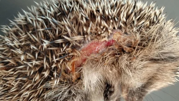 Ein Igel mit Schnittverletzungen. - &copy; Editha Schneider/Forschungsverbund Berlin e.V. (FVB)/dpa