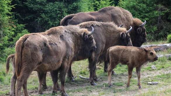 Der Naturschutzverband BUND sieht die Wisent-Herde in einer prek&auml;ren Lage und will gerichtlich ihre Freilassung erreichen (Foto-Archiv) - &copy; Oliver Berg/dpa