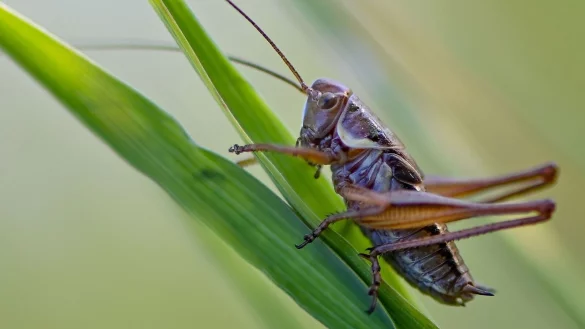 Der Gemeine Grash&uuml;pfer ist noch nicht gef&auml;hrdert, bei vielen Heuschreckenarten sieht das aber anders aus. - &copy; Patrick Pleul/dpa