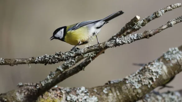 Eine Kohlmeise sitzt auf einem Zweig. - &copy; Thomas Warnack/dpa