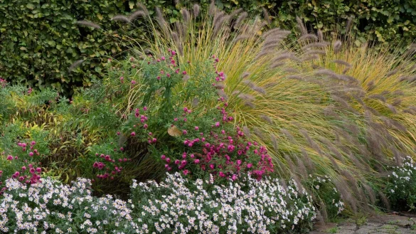 Ein &laquo;bl&uuml;hendes Finale&raquo; im Herbst bringen Gr&auml;ser wie das Lampenputzergras (Pennisetum alopecuroides) und Astern. - &copy; Andrea Warnecke/dpa-tmn