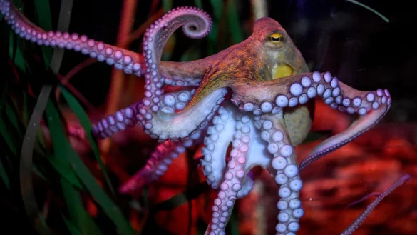 Oktopusse meiden Schmerzen und sch&auml;tzen Schmerzlinderung: Zu diesem Ergebnis kam eine 2021 in &laquo;iScience&raquo; ver&ouml;ffentlichte Studie. - &copy; Britta Pedersen/dpa