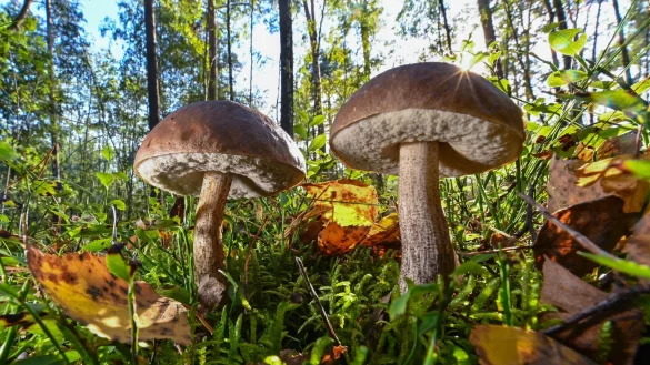 Viele Waldpilze lassen sich nicht k&uuml;nstlich aufziehen, einige Pilzsorten kann man aber durchaus im Haus oder Garten anz&uuml;chten. - &copy; Patrick Pleul/dpa/dpa-tmn