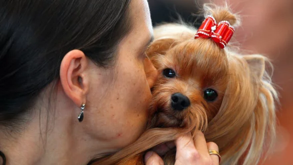 Experten zufolge senden Hunde deutliche Signale - aber der Mensch missachtet sie auch. - &copy; Jens B&uuml;ttner/dpa
