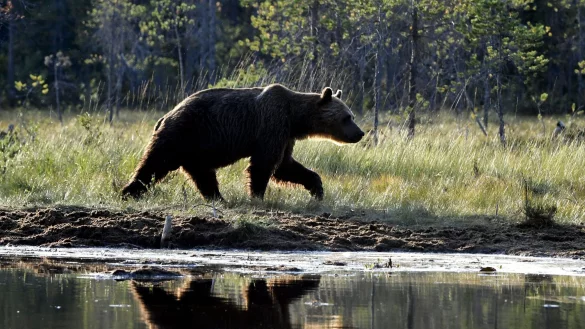Ein in Gefangenschaft lebender B&auml;r hat in einem Dorf mein St. Petersburg eine Frau angefallen und t&ouml;dlich verletzt. (Archivbild) - &copy; Jussi Nukari/Lehtikuva/dpa
