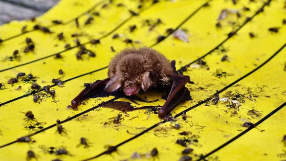Der Landesbund f&uuml;r Vogel- und Naturschutz in Bayern warnt vor Klebefallen f&uuml;r Insekten: Wenn diese in G&auml;rten oder auf Balkonen ausgelegt w&uuml;rden, k&ouml;nnten sich auch V&ouml;gel und Flederm&auml;use daran festkleben. - &copy; Christian S&ouml;der/LBV Bildarchiv/dpa