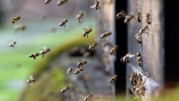 Honigbienen fliegen in der Innenstadt einen Bienenstock an. - &copy; Sven Hoppe/dpa
